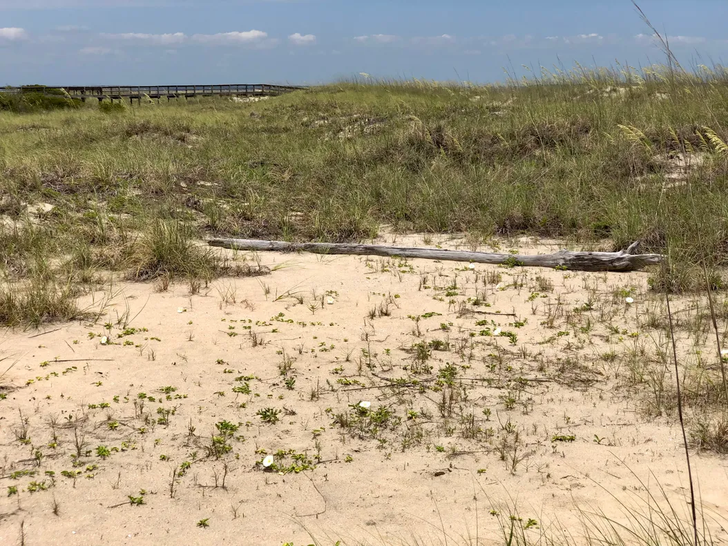 TMI: Bare Necessities Beach Hut