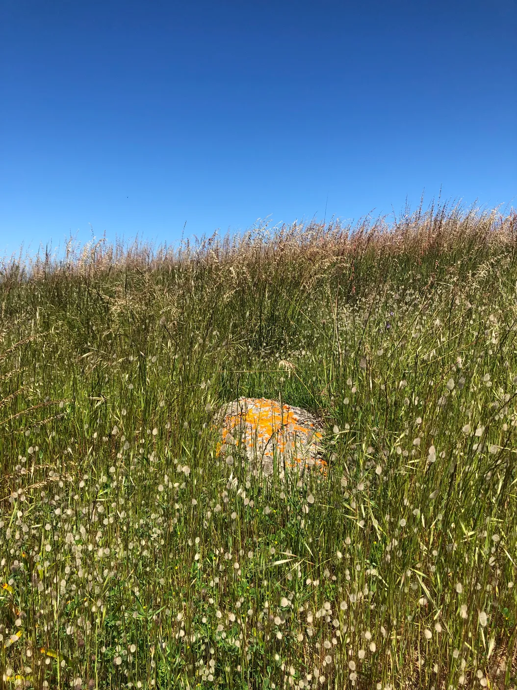 Granite island, victor harbor South Australia