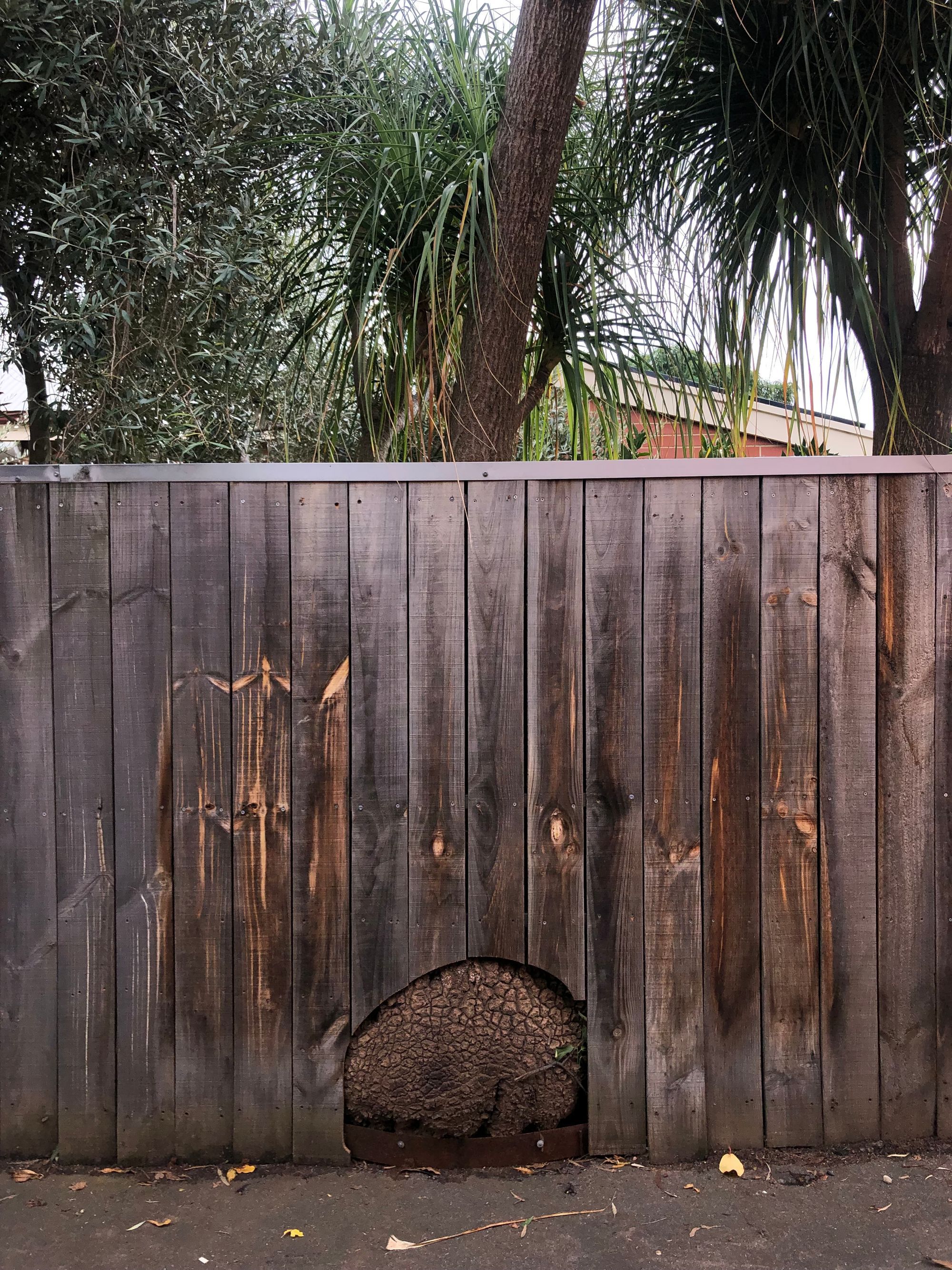 When trees, flowers, and fences speak to me